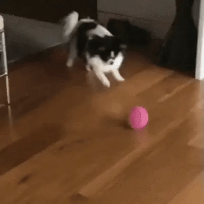 Magic rolling ball - Vermaakt jouw hond urenlang."