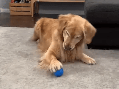 Interactieve Hondenspeelbal – Veilig en Stil voor Pups en Volwassen Honden 3