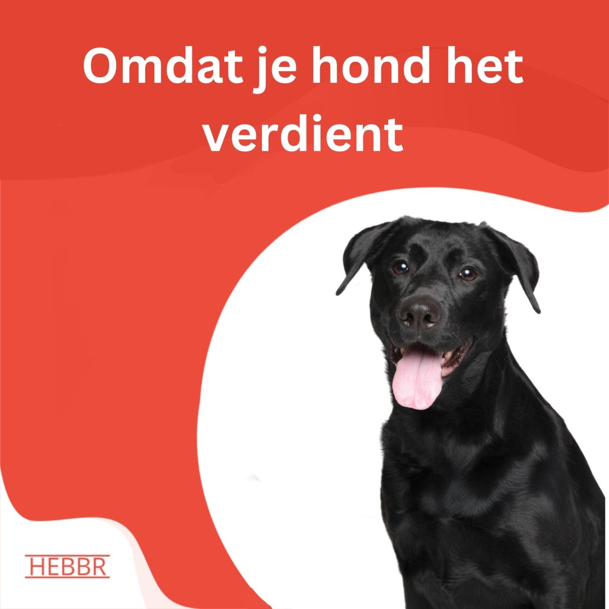 Adult Active Sport & Actief - Hebbr