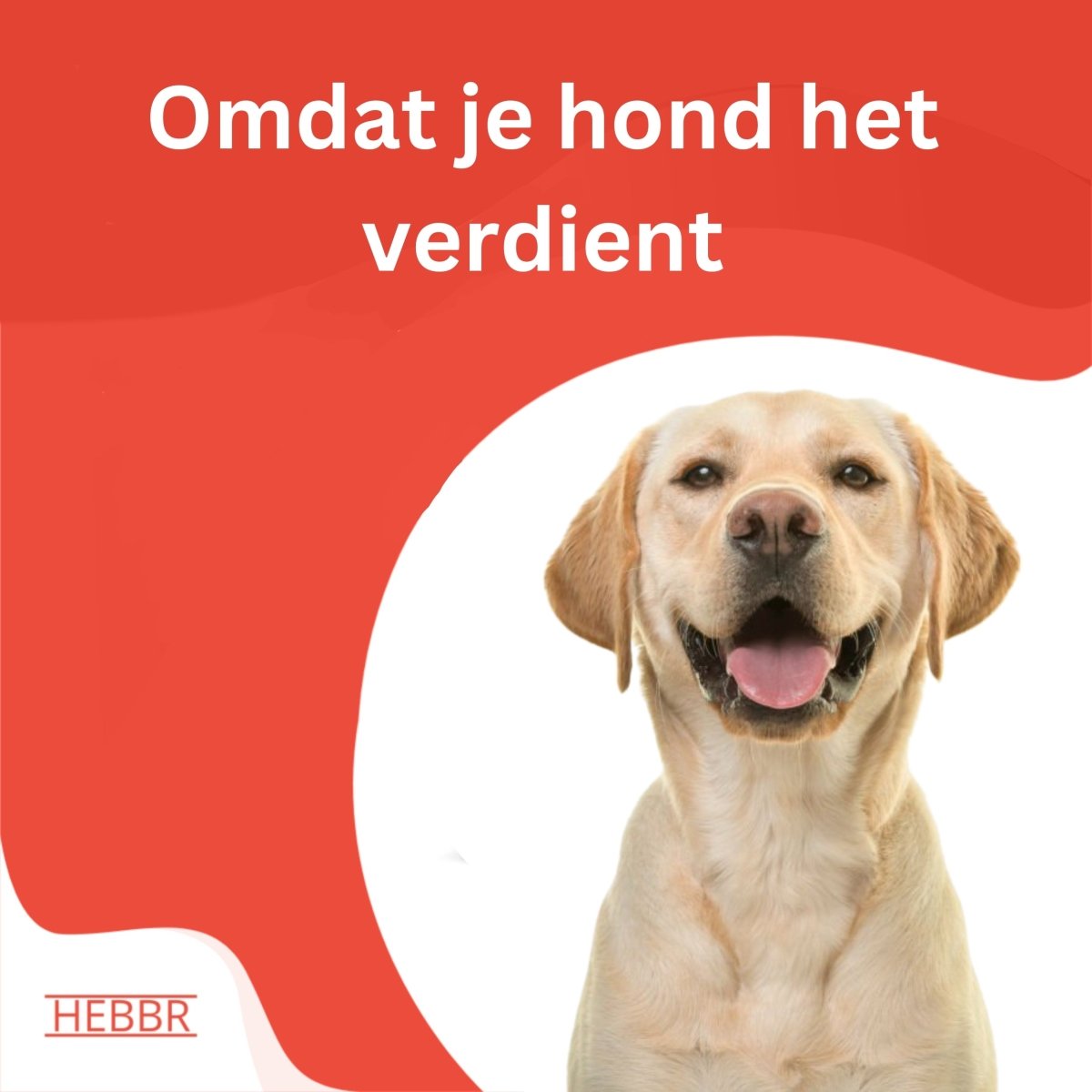 Adult Plus Basic - Adult - Hebbr