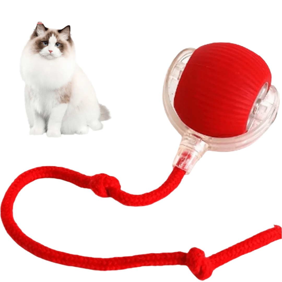 CatMotion - Minimaliseert stress door regelmatige uitdagingen - Hebbr