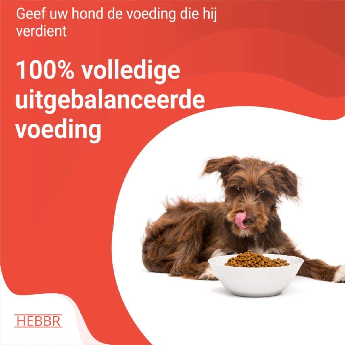 Economic Basic - Adult - Hebbr