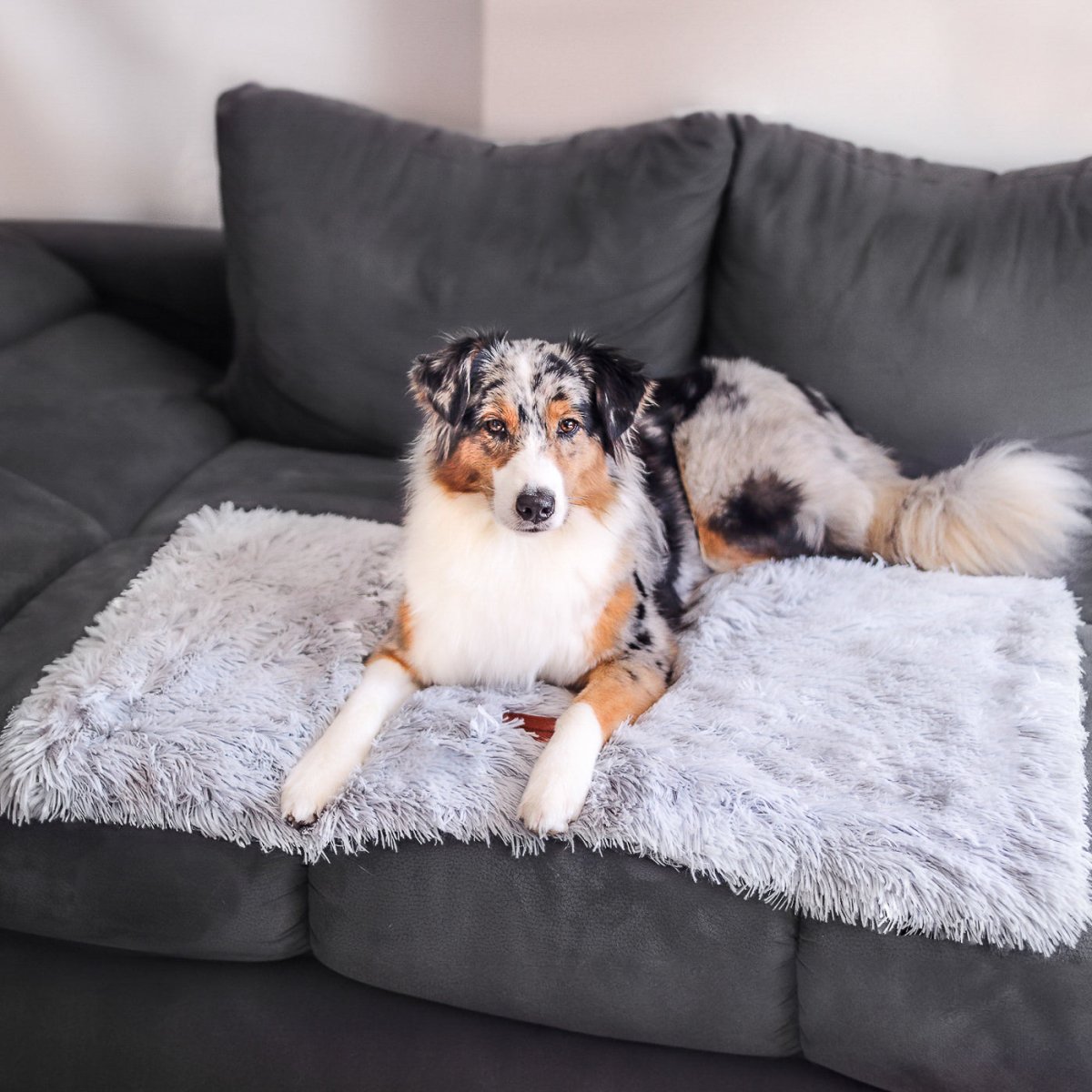 Fluffy Hondendeken voor Auto – Superzacht, Machinewasbaar & Stressverlagend - Hebbr