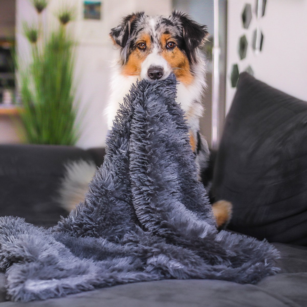 Fluffy Hondendeken voor Auto – Superzacht, Machinewasbaar & Stressverlagend - Hebbr