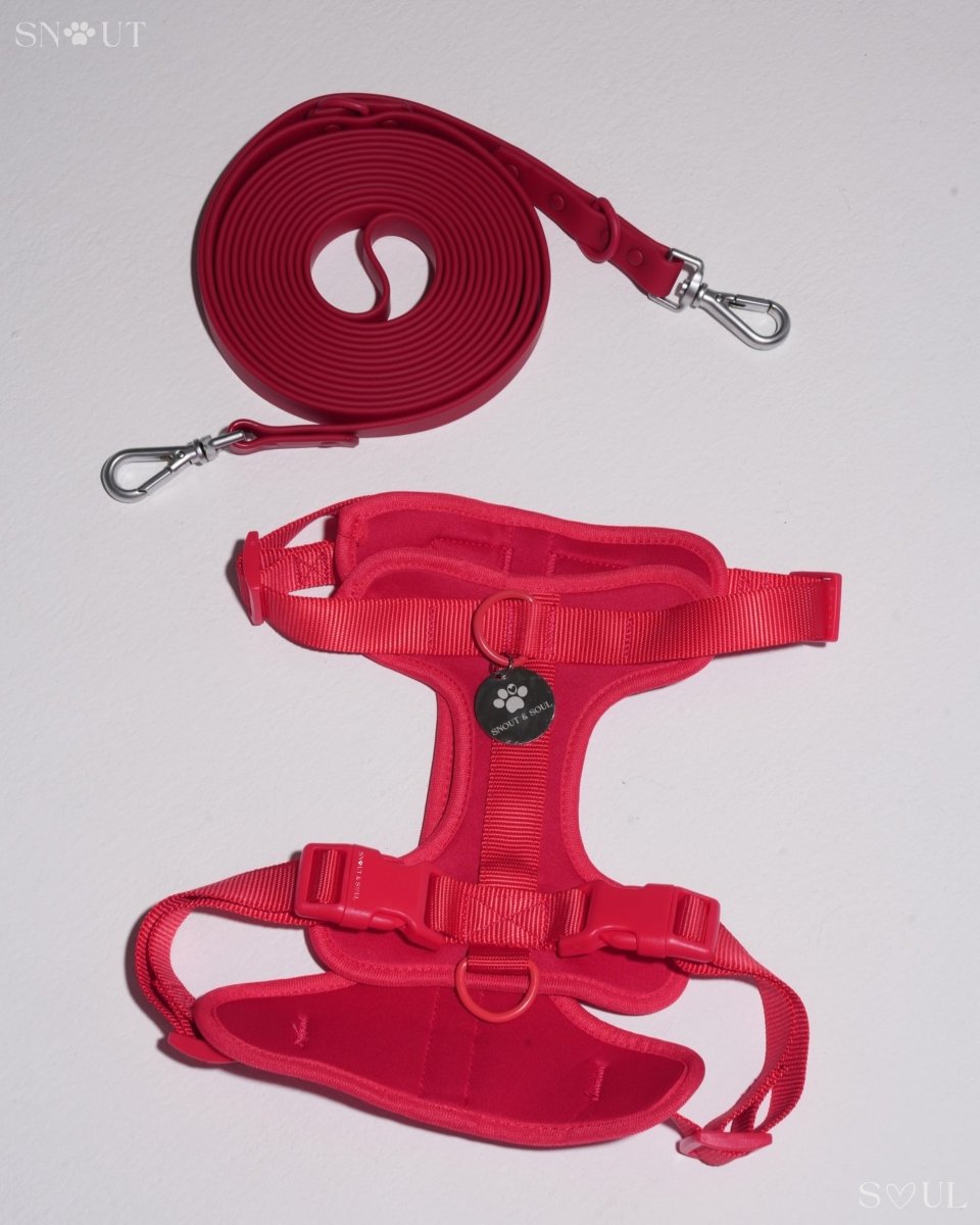 Hond Harnas en Tuigje 5 m – Comfortabel en Veilig voor Wandelen Zwart - Hebbr