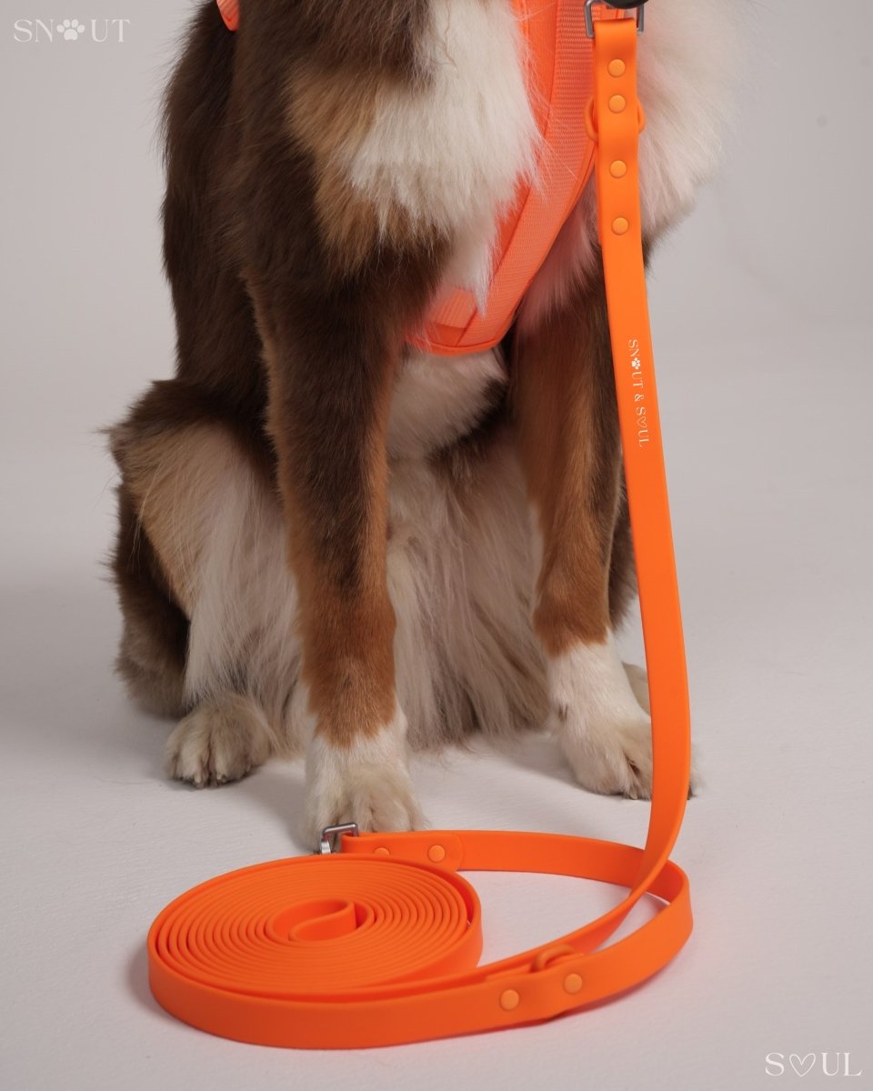 Hond Harnas en Tuigje 5 m – Comfortabel en Veilig voor Wandelen Zwart - Hebbr