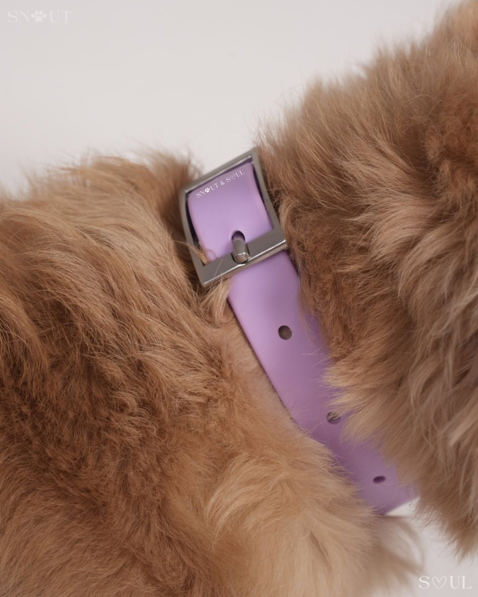 Hondenharnas XXL – All - in - One Tuigje voor Wandelen en Spelen Kleurvarianten - Hebbr