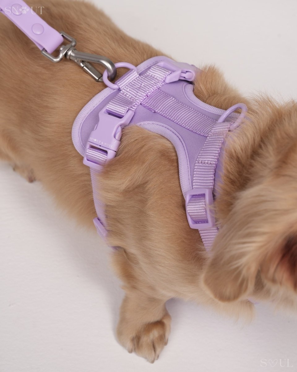 Hondenharnas XXL – All - in - One Tuigje voor Wandelen en Spelen Kleurvarianten - Hebbr