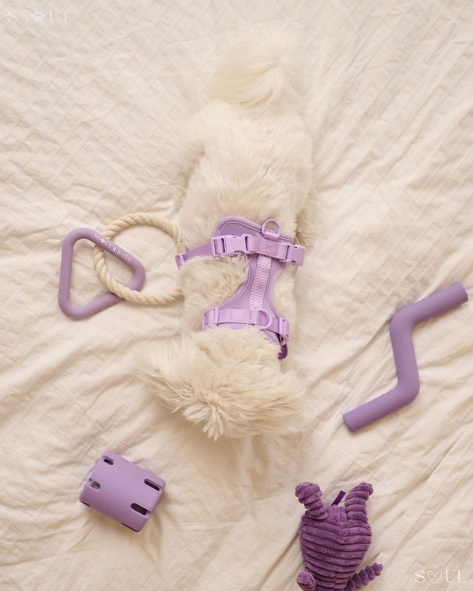 Hondenspeelset met Triangle Rope en Twisty Ball – Interactief Spel voor Honden - Hebbr