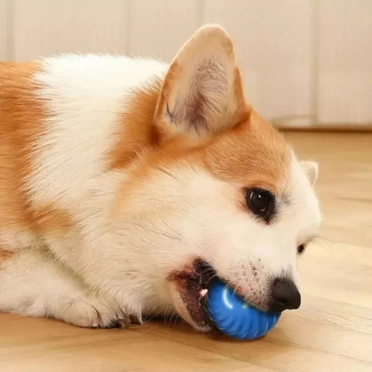 Interactieve Hondenspeelbal – Veilig en Stil voor Pups en Volwassen Honden - Hebbr