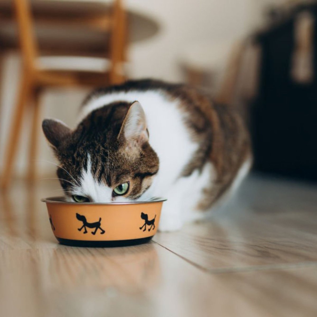 Premium Kat Anti - Struvite - Adult - Hebbr