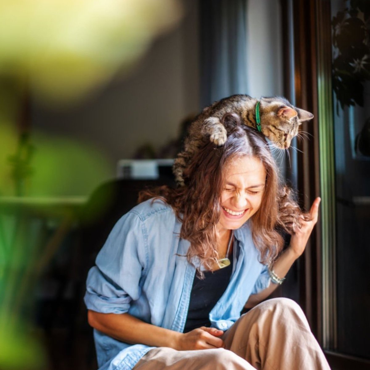 Premium Kat Anti - Struvite - Adult - Hebbr