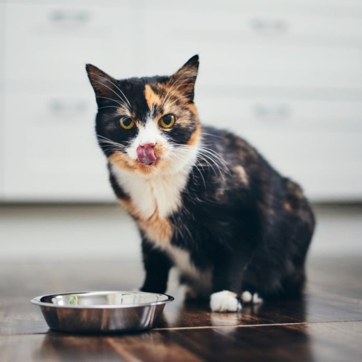 Premium Kat buiten Premium - Adult - Hebbr