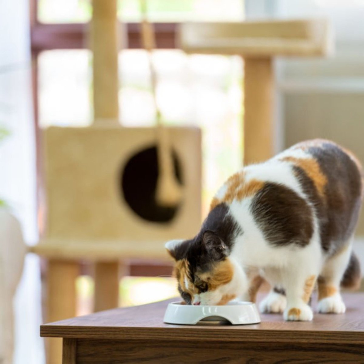 Premium Kat Graanvrij Zalm - Adult - Hebbr