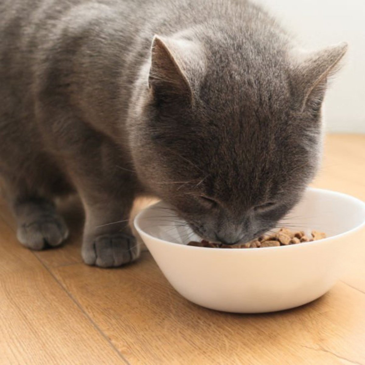 Premium Kat groot (XL) - Adult - Hebbr