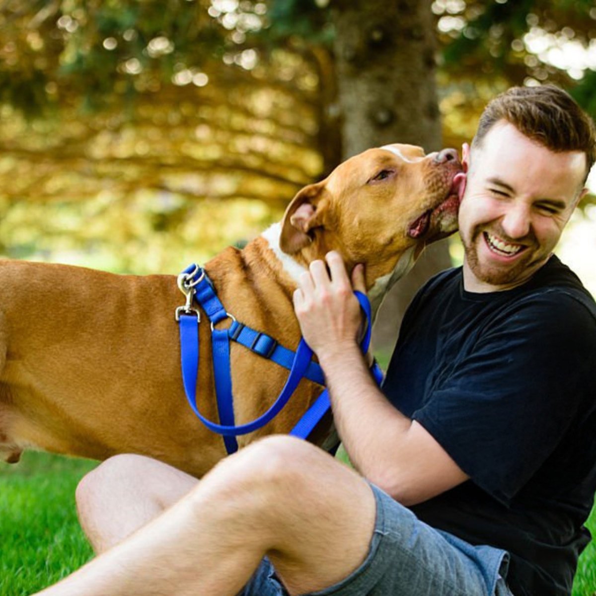 Premium kip & rijst - Adult - Hebbr