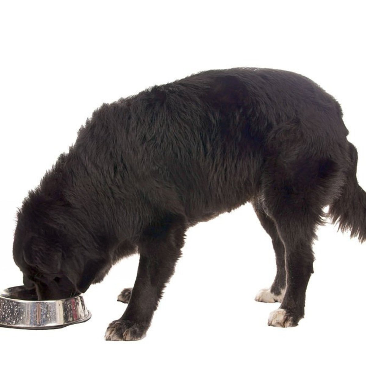 Premium kip & rijst - Adult - Hebbr