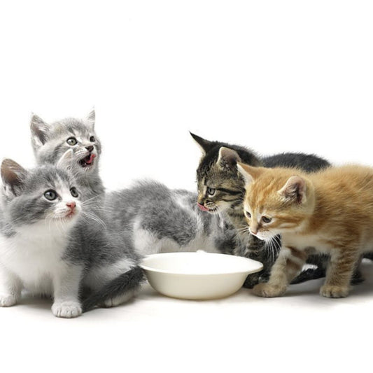 Premium Kitten - Hebbr