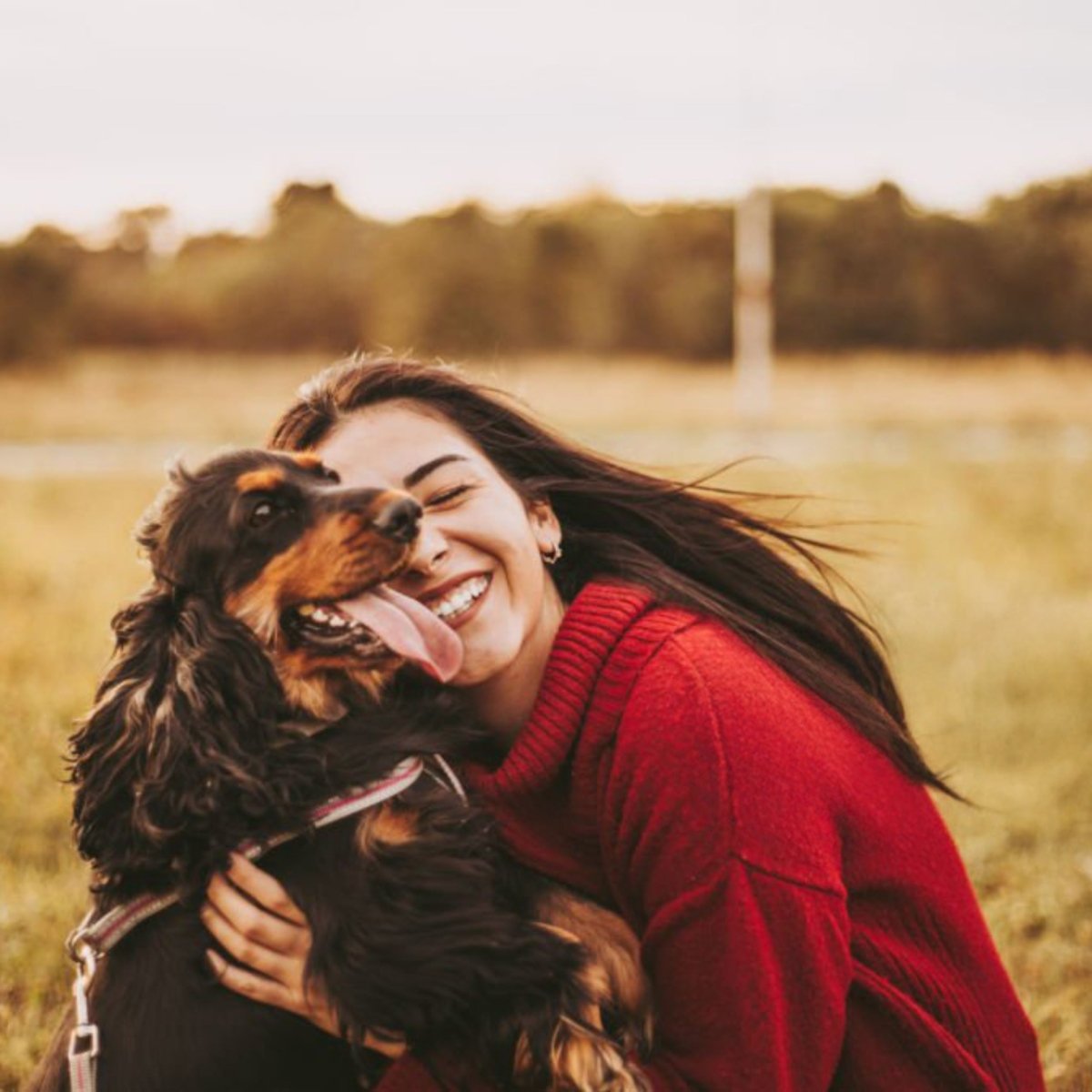 Premium lam & rijst - Adult - Hebbr