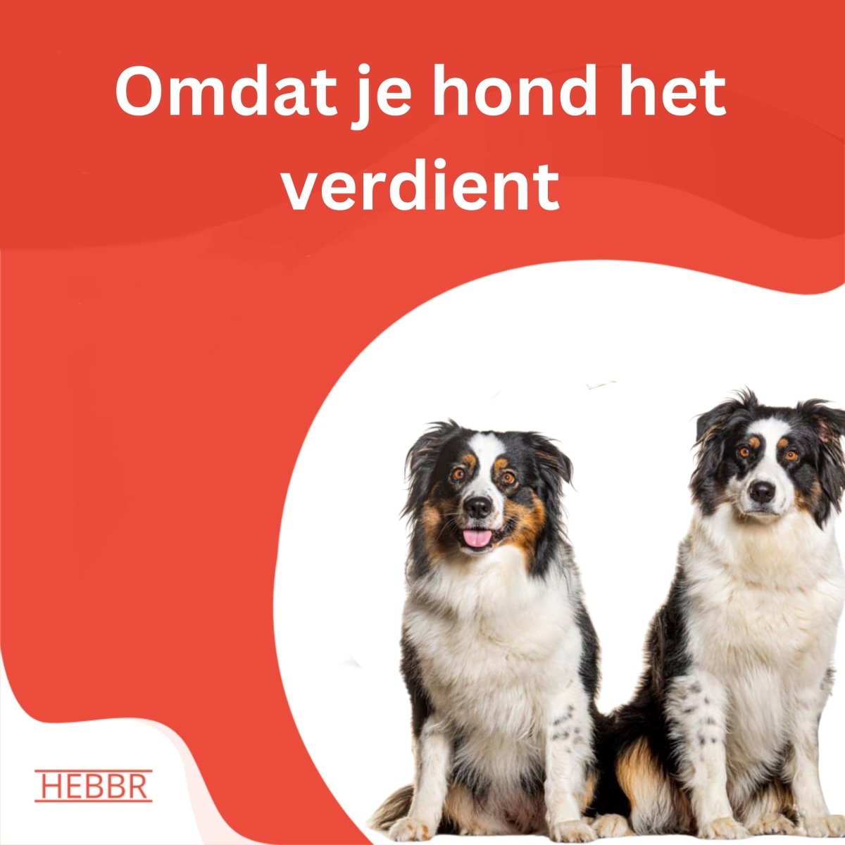 Premium lam & rijst - Adult - Hebbr