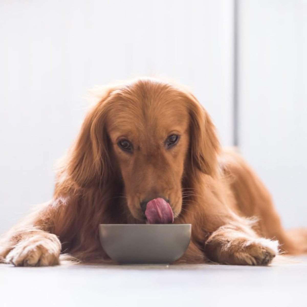 Super Premium Excellent Graanvrij lam & aardappel – geperst - Adult - Hebbr