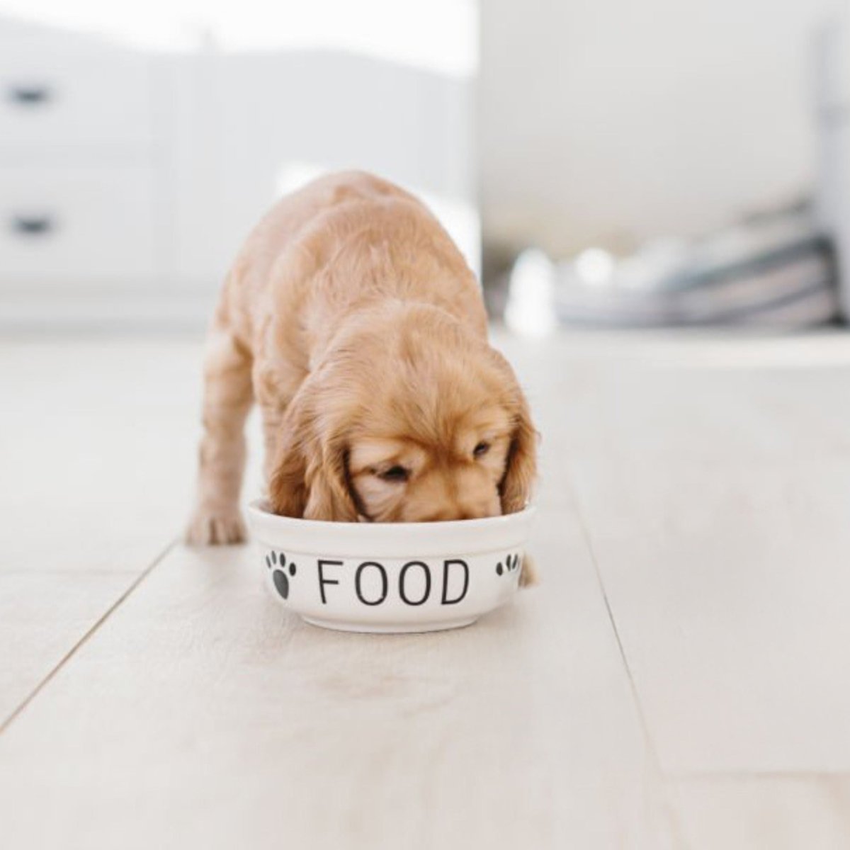 Super premium excellent puppy junior graanvrij kip & aardappel - Hebbr
