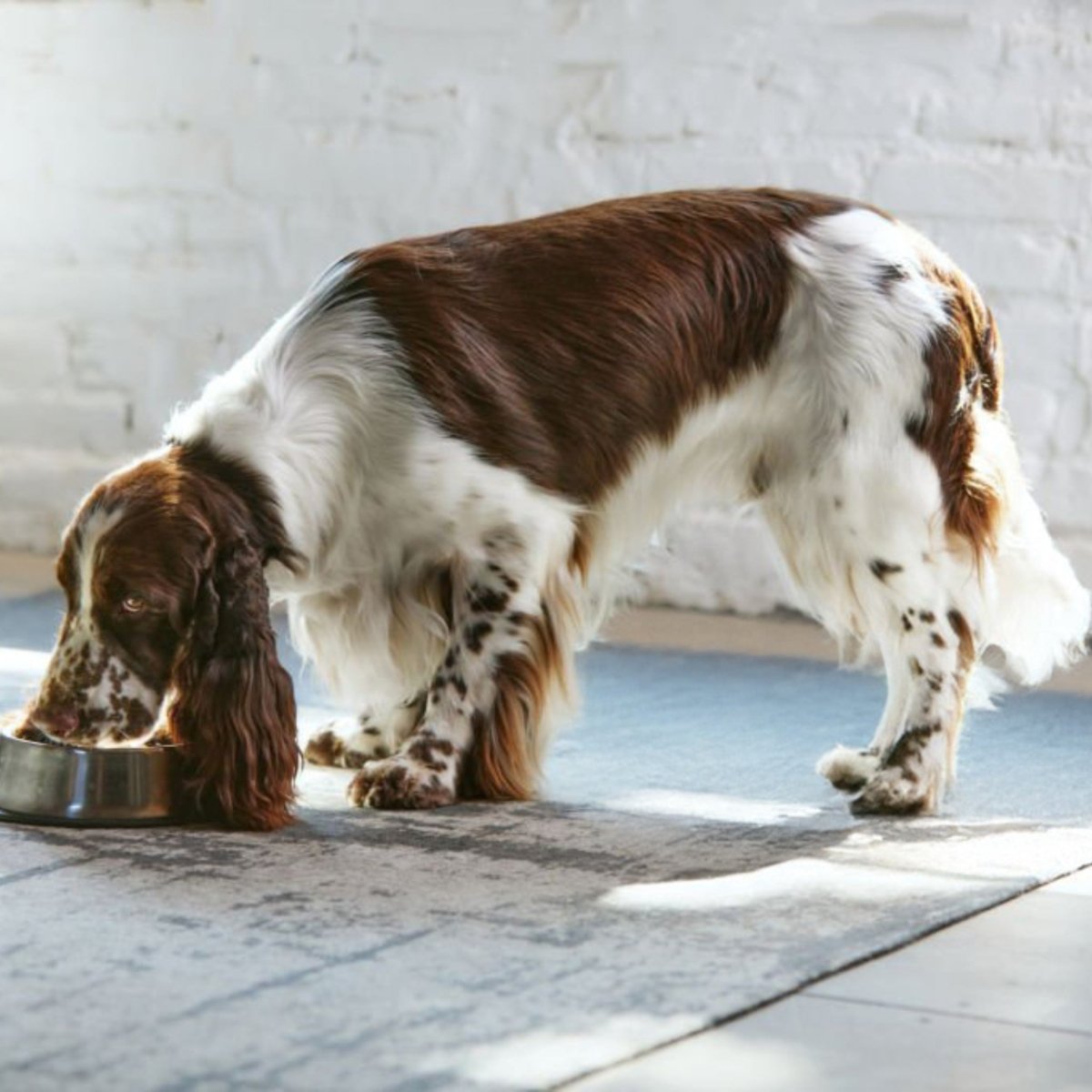 Super Premium Excellent Salmon & rijst Super Premium – geperst - Adult - Hebbr