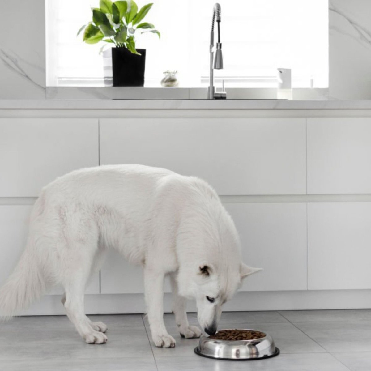 Super Premium Graanvrij lam & aardappel - Adult - Hebbr