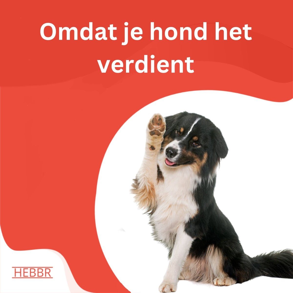 Super Premium Graanvrij Salmon & aardappel - Adult - Hebbr