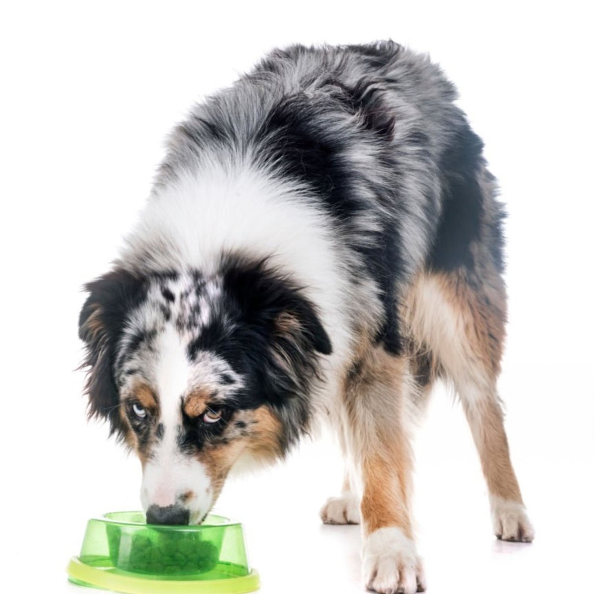 Super Premium Graanvrij Salmon & aardappel - Adult - Hebbr