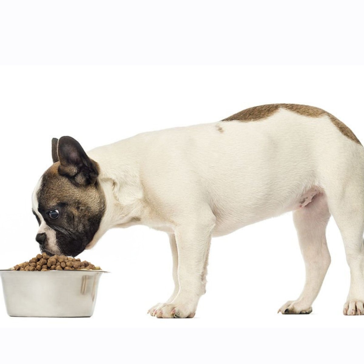 Super Premium kip & rijst – Adult Mini - Hebbr