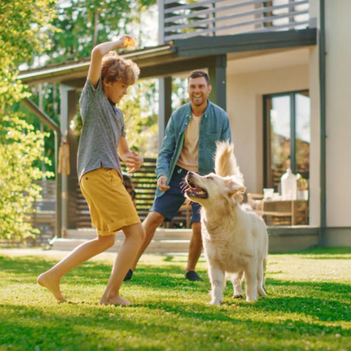 Super Premium lam & rijst - Adult - Hebbr