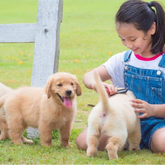 Super Premium Puppy Graanvrij kip & aardappel - Hebbr