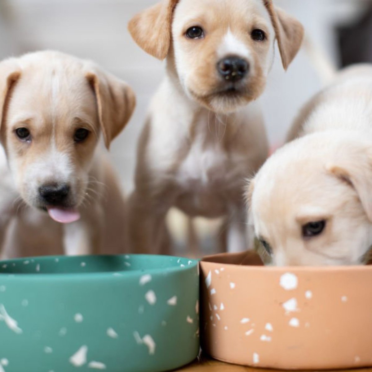 Super Premium Puppy Graanvrij kip & aardappel - Hebbr