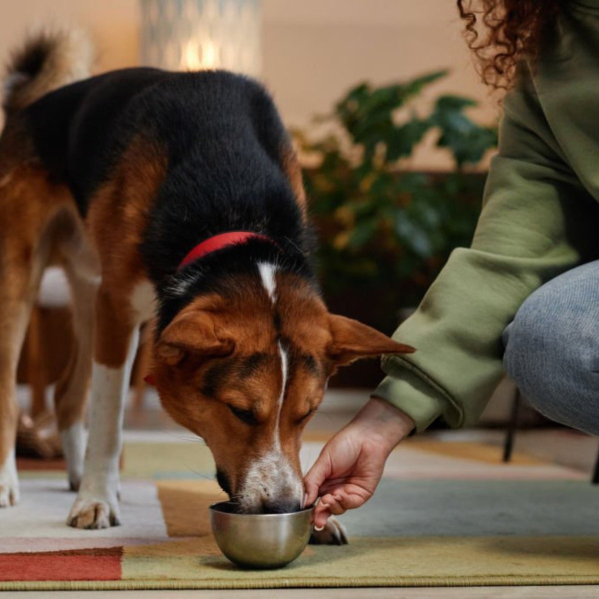 Super Premium sport & Actief - Hebbr