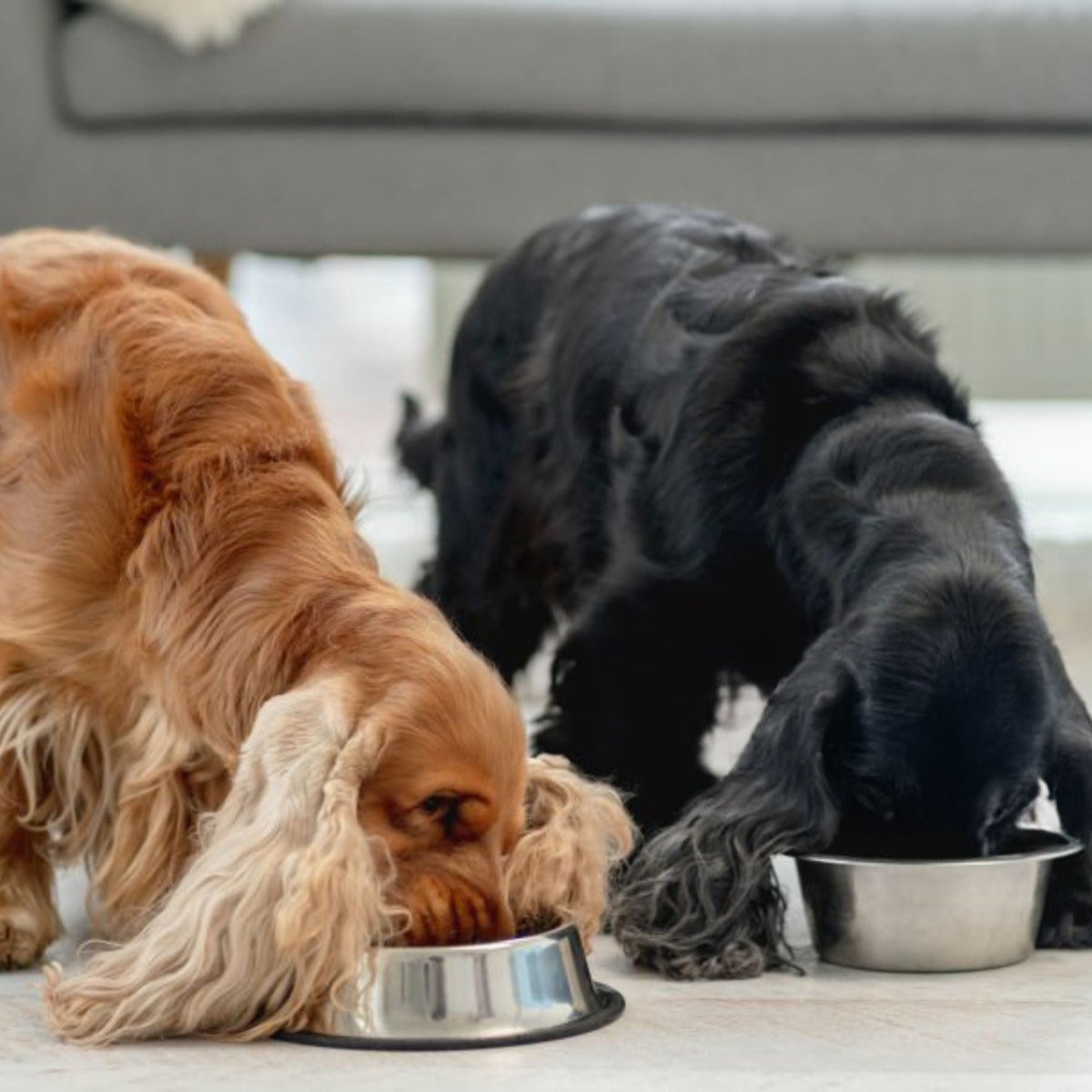 Super Premium Vegetarian - Hebbr