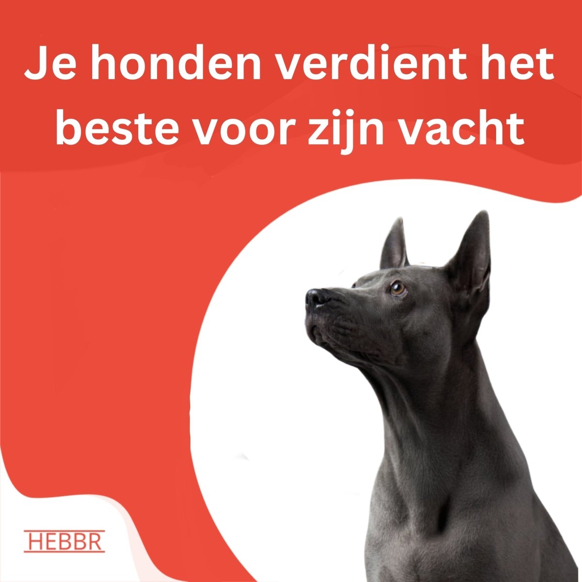Voedingssuplementen - voor een gezondhuisdier - Hebbr