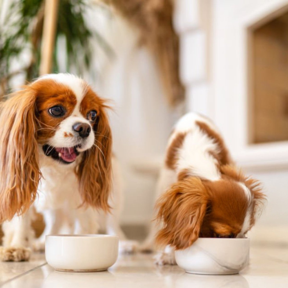 Voedingssuplementen - voor een gezondhuisdier - Hebbr