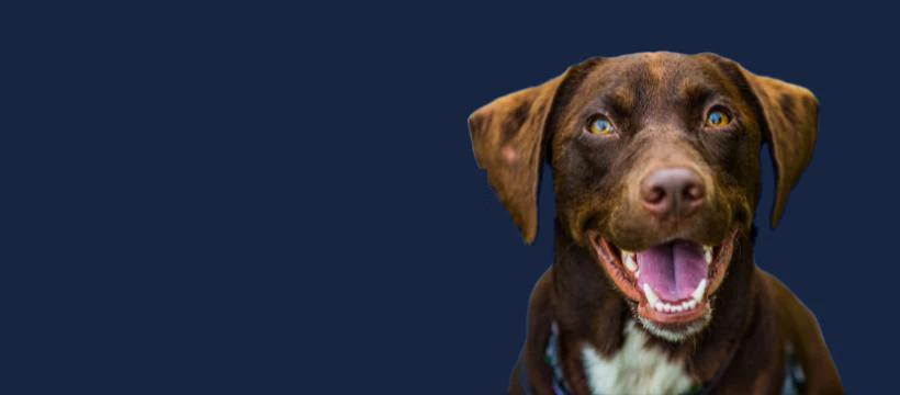 Alles voor je Hond - Hebbr