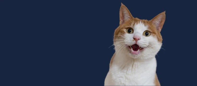 Alles voor je Kat - Hebbr