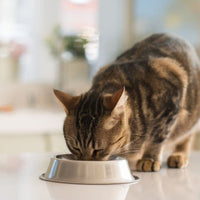 6 Mix Kattenbrokjes - Hebbr