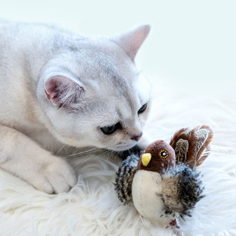 Birdy: Houd je kat actief en gelukkig!