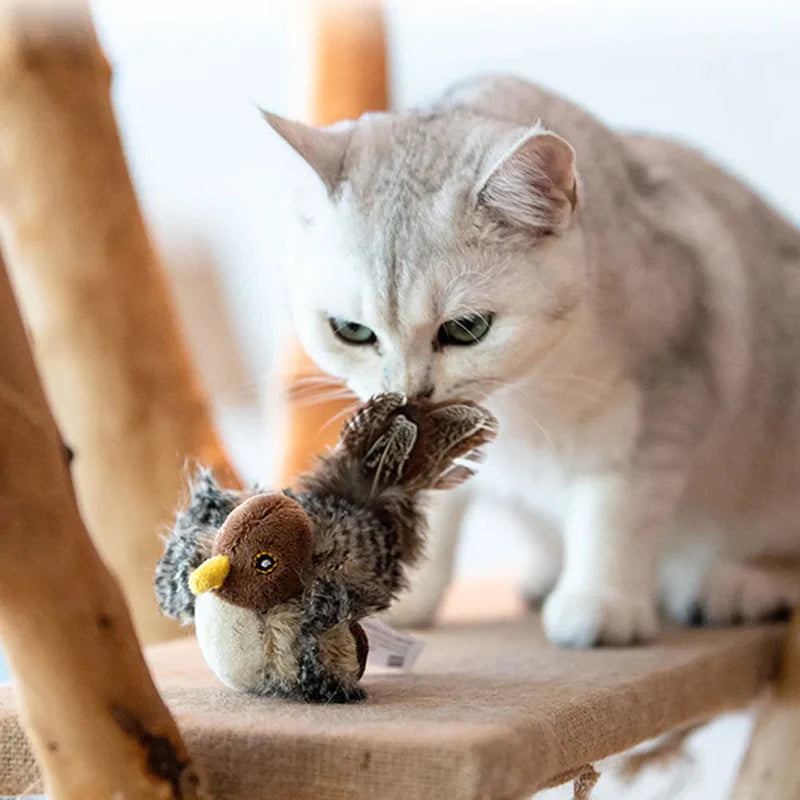 Birdy: Houd je kat actief en gelukkig!