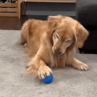 Interactieve Hondenspeelbal – Veilig en Stil voor Pups en Volwassen Honden 3