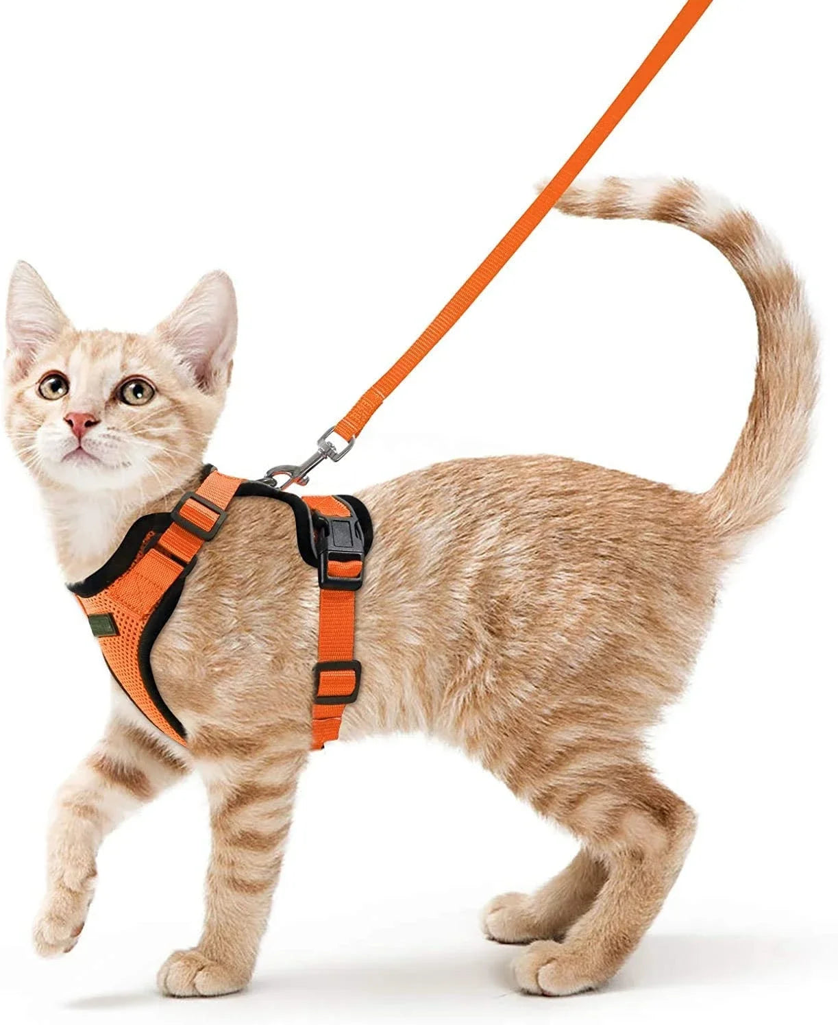 Katten Harnas | Ademend, Verstelbaar, Ontsnappingsbestendig
