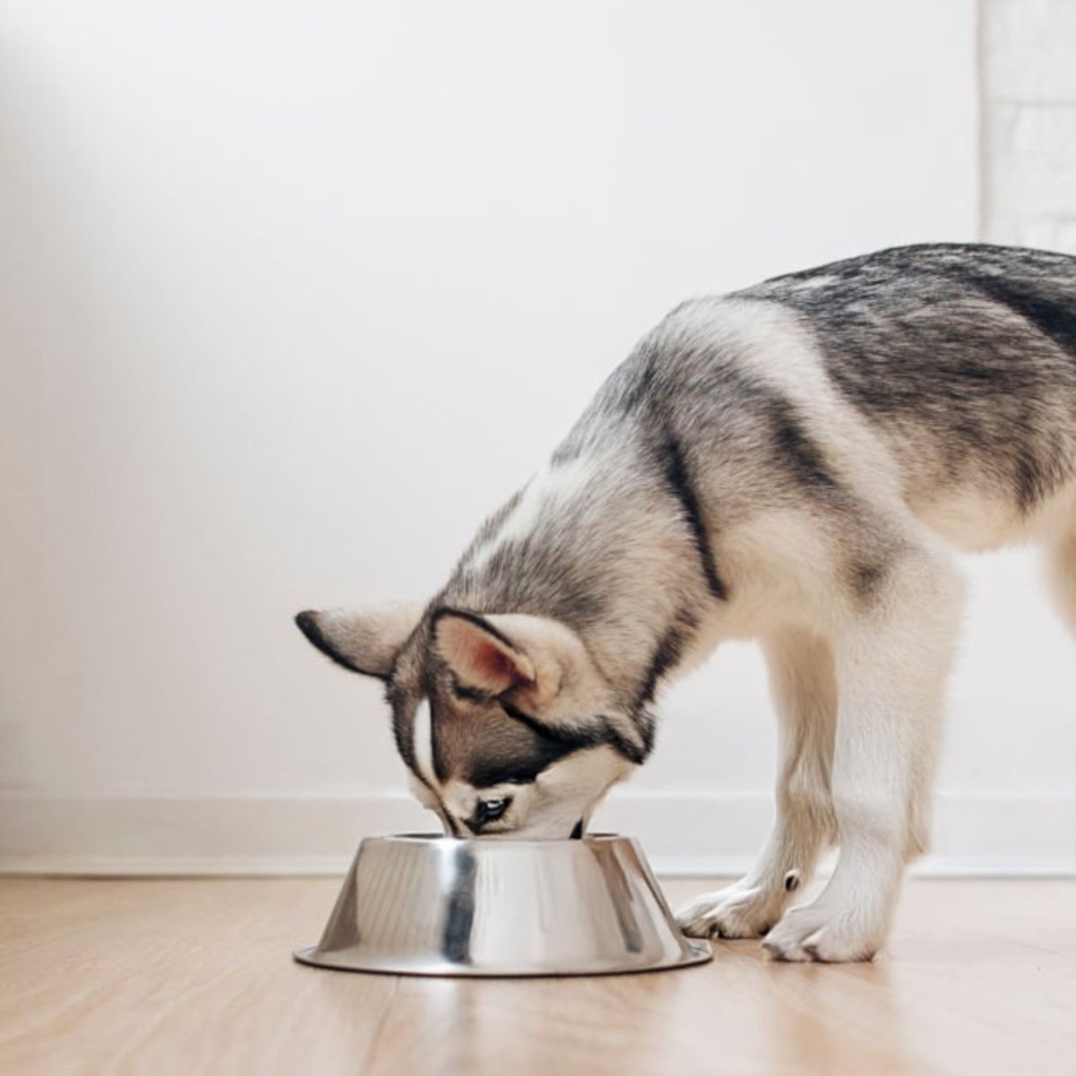 Adult Diner Basic - Hebbr