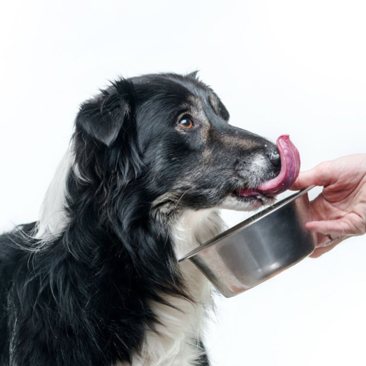 Adult Maxi Basic - Hebbr