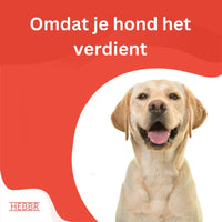 Adult Plus Basic - Adult - Hebbr