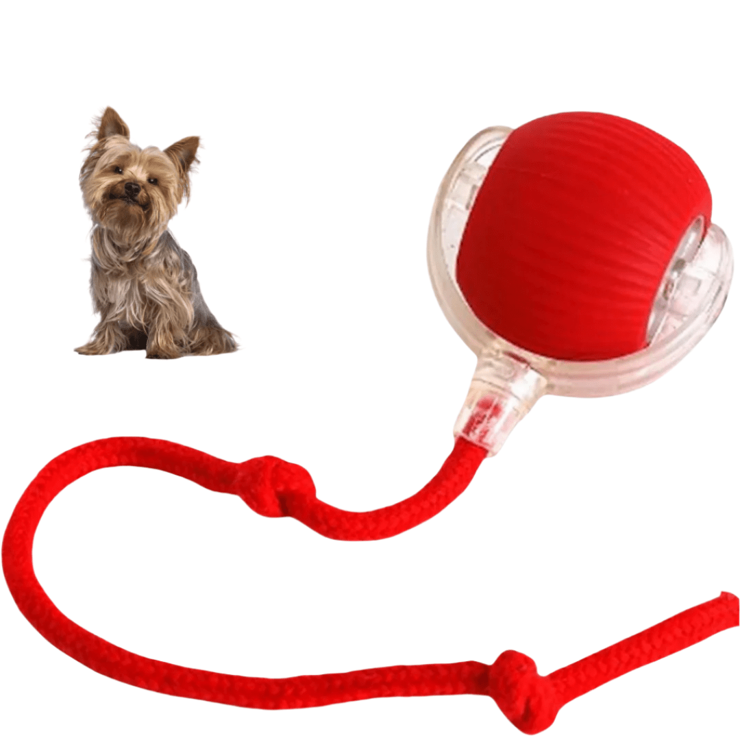 DogMotion - Minimaliseert stress door regelmatige uitdagingen - Hebbr