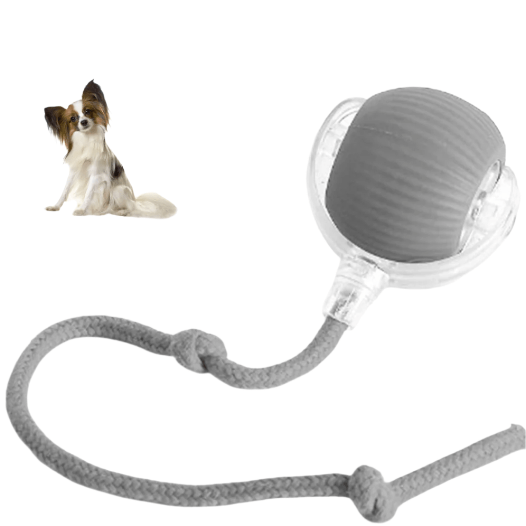 DogMotion - Minimaliseert stress door regelmatige uitdagingen - Hebbr